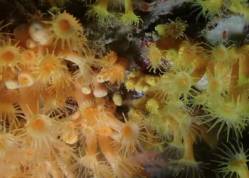 descubren-nuevas-especies-corales-ceuta-granada