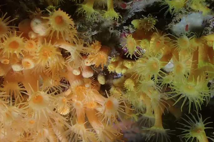 descubren-nuevas-especies-corales-ceuta-granada