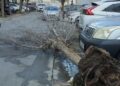 incidencias-konrad-ceuta-grave-arbol-caido