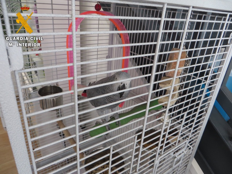 investigado-tener-especie-protegida-loro-yaco-cola-roja-guardia-civil