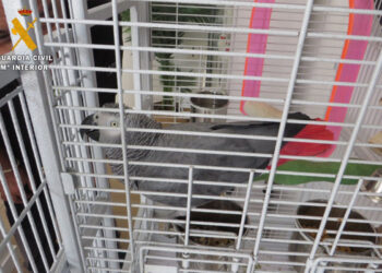 investigado-tener-especie-protegida-loro-yaco-cola-roja-guardia-civil-002