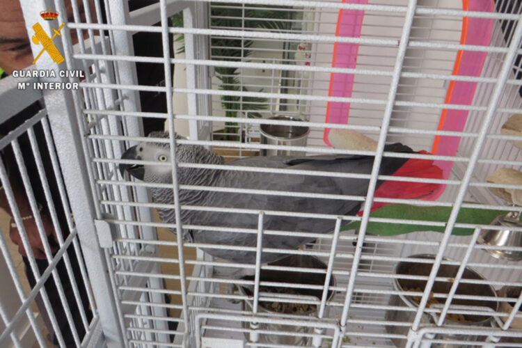 investigado-tener-especie-protegida-loro-yaco-cola-roja-guardia-civil-002