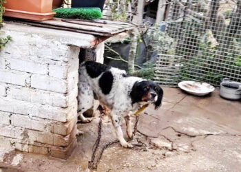 piden-policia-investigue-caso-maltrato-animal-1