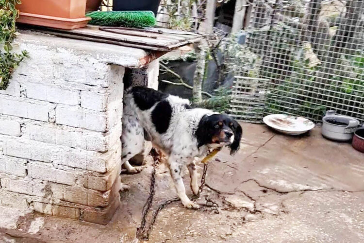 piden-policia-investigue-caso-maltrato-animal-1