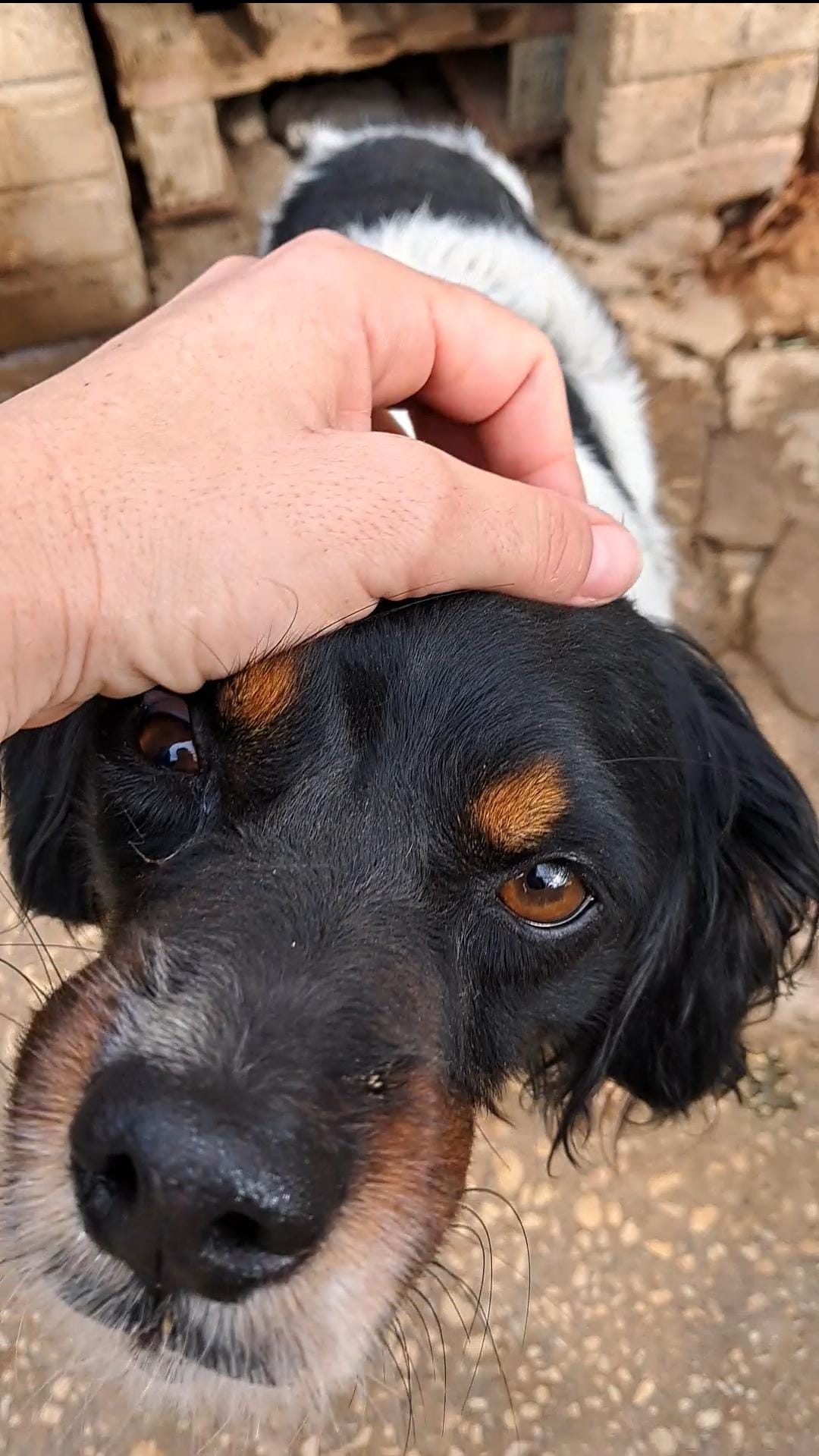 piden-policia-investigue-caso-maltrato-animal-2