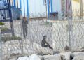 rescate-guardia-civil-geas-tarajal-4
