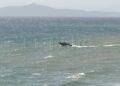 rescates-guardia-civil-mar-inmigrantes-huidas-desesperadas-5