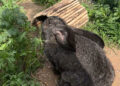 roban-animales-escuela-aventurero-2