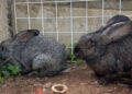 roban-animales-escuela-aventurero-3