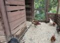 roban-animales-escuela-aventurero-4