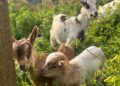 roban-animales-escuela-aventurero-5