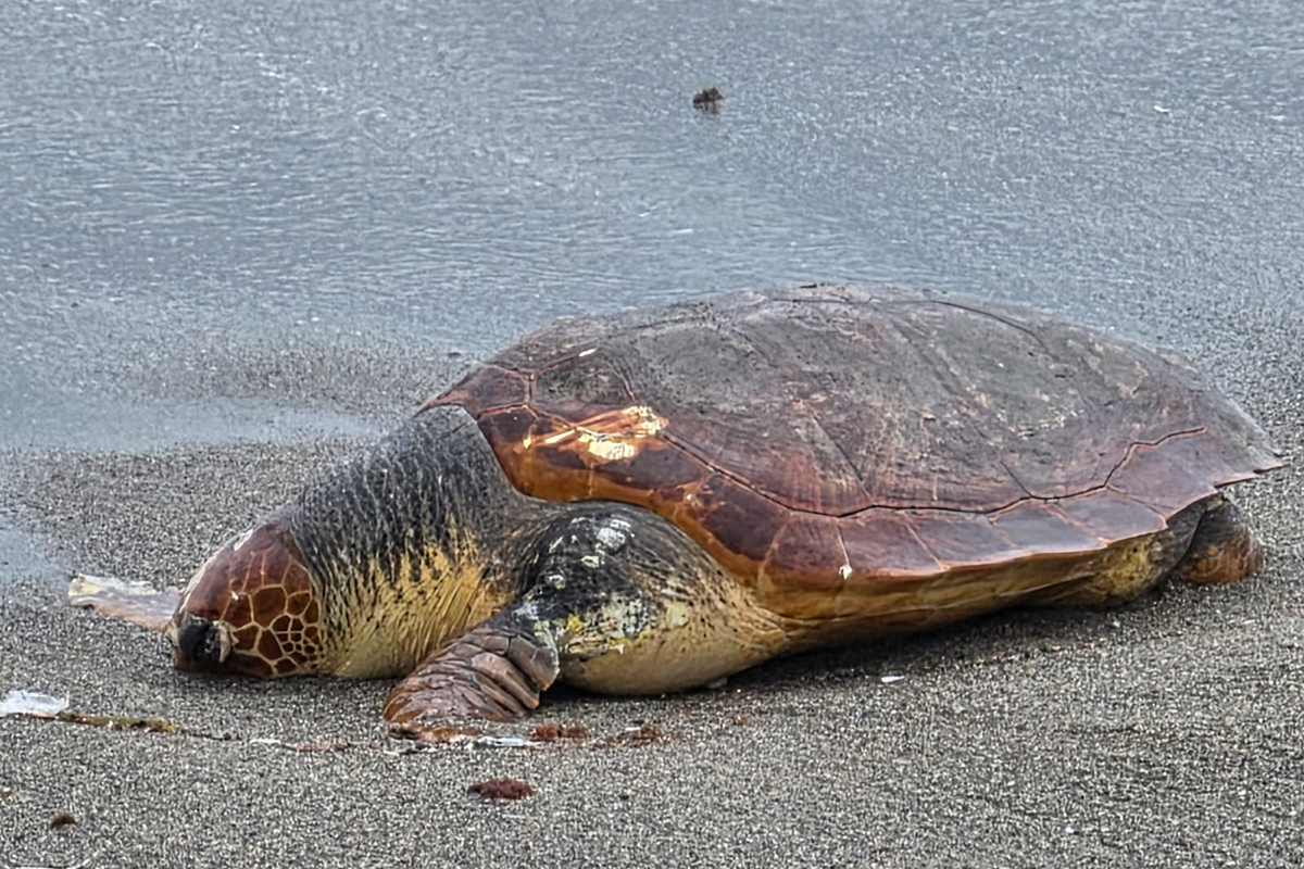 tortuga-boba-delfin-muertos-playa-tarajal-002