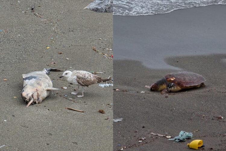 tortuga-boba-delfin-muertos-playa-tarajal
