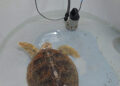 tortuga-luna-rumbo-oceanografic-valencia-3