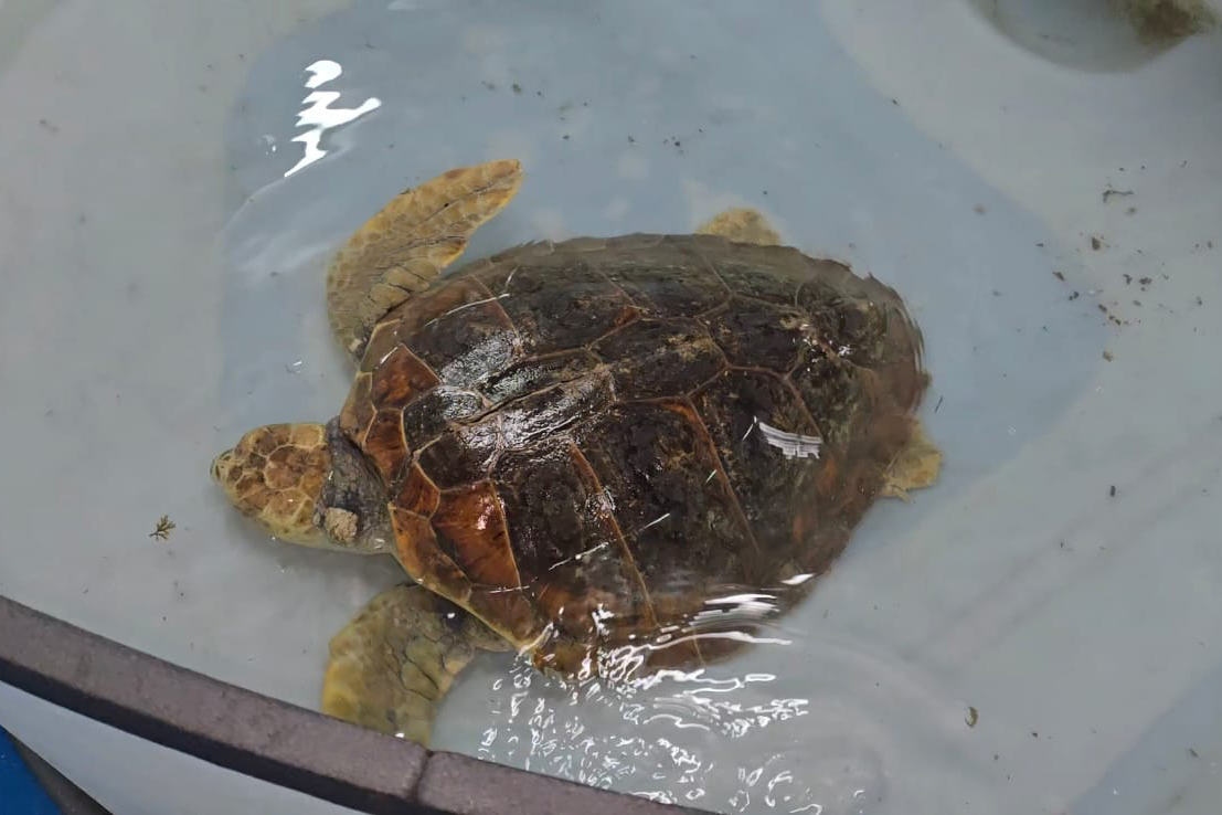 tortuga-luna-rumbo-oceanografic-valencia-5
