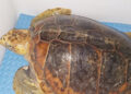 tortuga-luna-rumbo-oceanografic-valencia-8
