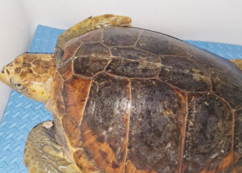 tortuga-luna-rumbo-oceanografic-valencia-8