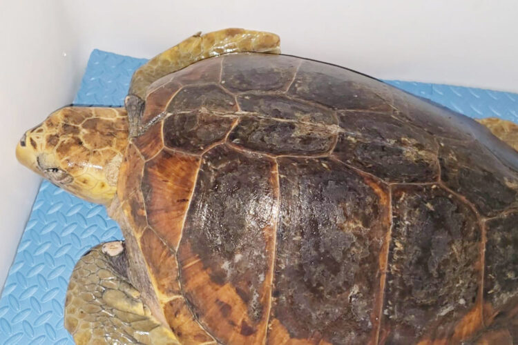 tortuga-luna-rumbo-oceanografic-valencia-8