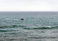 vidas-a-salvo-rescate-servicio-maritimo-guardia-civil-frontera-sur-3