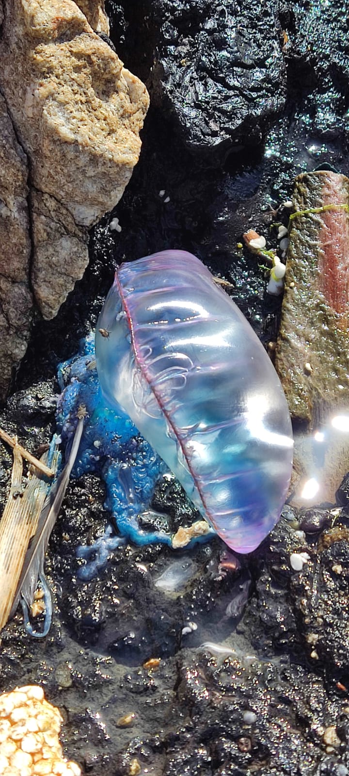 4-carabelas-portuguesas-playa-bolera-1