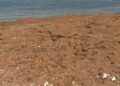 algas-playa-desaladora-benitez-12