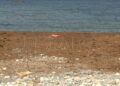 algas-playa-desaladora-benitez-13
