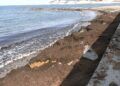 algas-playa-desaladora-benitez-9