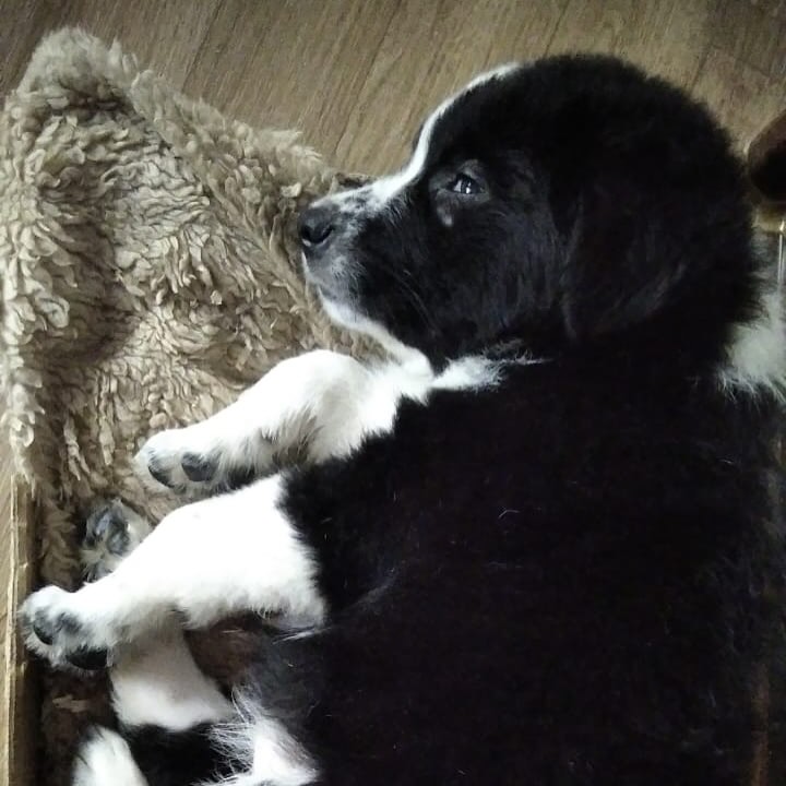 ayuda-perro-cachorro-traslado-marruecos-ceuta-1