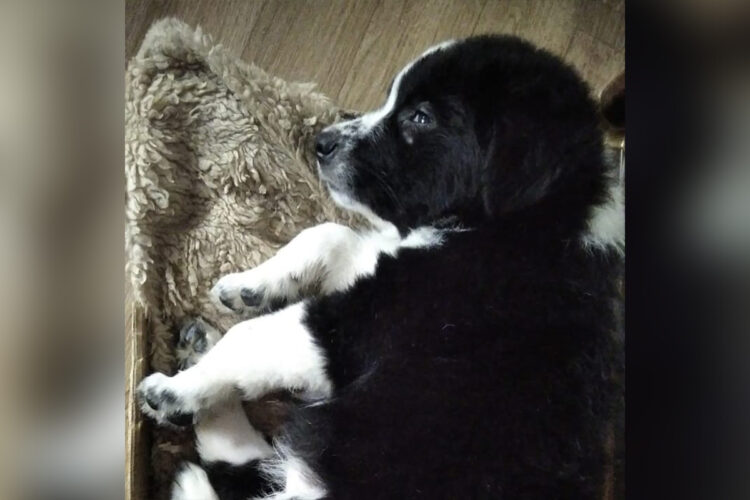 ayuda-perro-cachorro-traslado-marruecos-ceuta