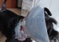 brutal-ataque-malinois-destrozo-cara-mujer