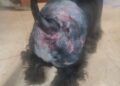 brutal-ataque-malinois-destrozo-cara-mujer