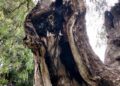 ceuta-perder-otro-arboles-maduros-daubma-011