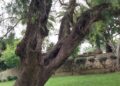 ceuta-perder-otro-arboles-maduros-daubma-011
