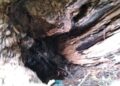 ceuta-perder-otro-arboles-maduros-daubma-011