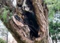 ceuta-perder-otro-arboles-maduros-daubma-011