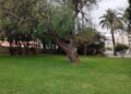 ceuta-perder-otro-arboles-maduros-daubma-011