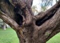 ceuta-perder-otro-arboles-maduros-daubma-011