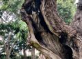 ceuta-perder-otro-arboles-maduros-daubma-011