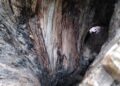 ceuta-perder-otro-arboles-maduros-daubma-011