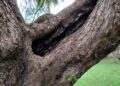 ceuta-perder-otro-arboles-maduros-daubma-011