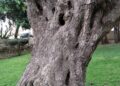 ceuta-perder-otro-arboles-maduros-daubma-011