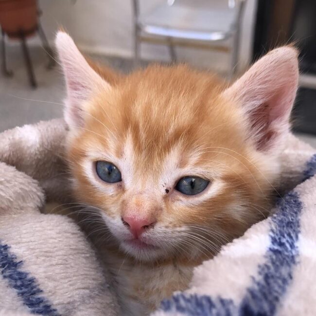 crias-gatos-abandonadas-suerte-nueve-tres-dias-001