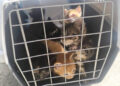 crias-gatos-abandonadas-suerte-nueve-tres-dias-007