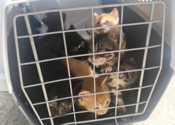 crias-gatos-abandonadas-suerte-nueve-tres-dias-007
