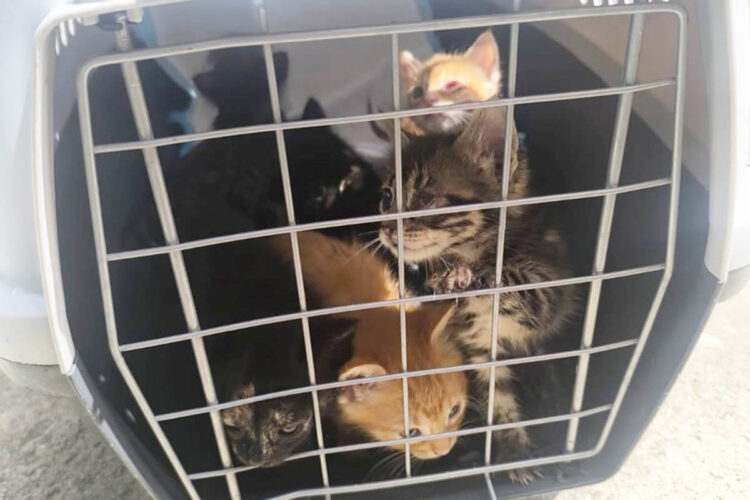 crias-gatos-abandonadas-suerte-nueve-tres-dias-007