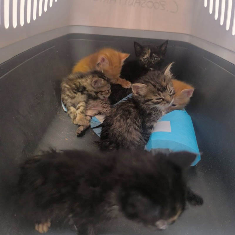 crias-gatos-abandonadas-suerte-nueve-tres-dias-008