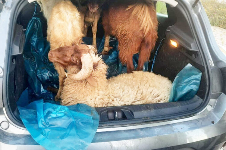 desmantelan-banda-robo-ganado-coche