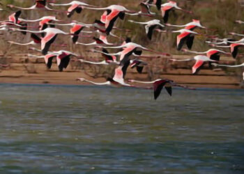 espectaculo-natural-regreso-flamencos-merzouga
