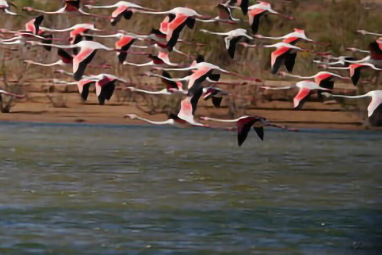espectaculo-natural-regreso-flamencos-merzouga