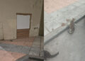 gata-crias-atrapadas-bajos-vivienda-miramar-bajo